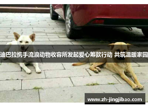 迪巴拉携手流浪动物收容所发起爱心筹款行动 共筑温暖家园